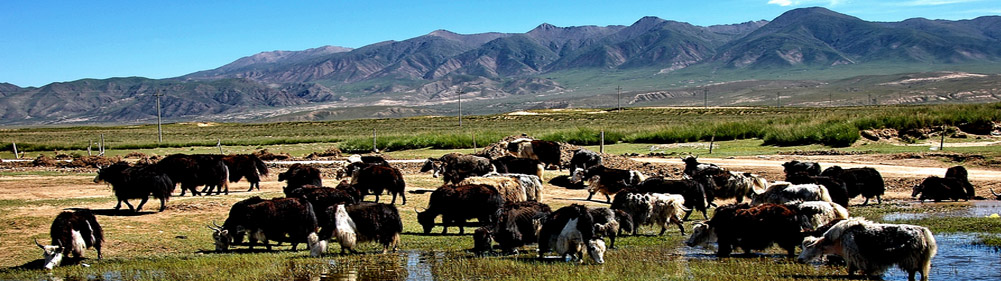 牦牛的饲养管理（一）